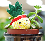 パインくん